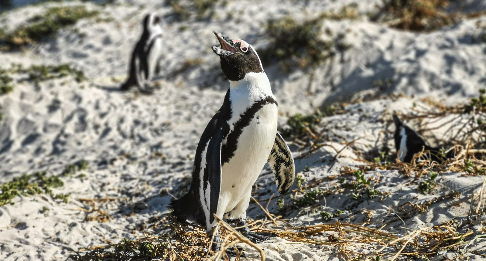 South Africa – Bike Trails & Wine in the Cape Region 